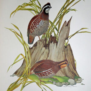Bobwhite