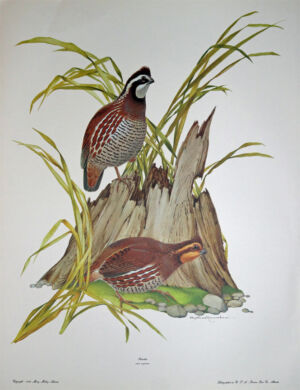 Bobwhite - Image 2